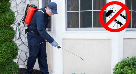 Bornova Tahtakurusu İlaçlama böcek ilaçlama ve haşere kontrolü — ilaclama-tr.com